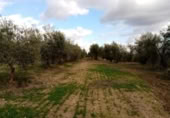 Terreny no urbanitzable en venda a la España, Arahal, ref.: TR276734 foto