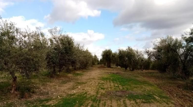 Sevilla - Arahal - 11m2