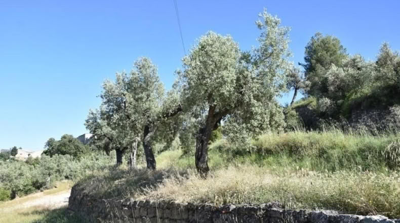 Teruel - Cretas - 27210m2