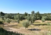 Chalet independiente con terreno en venta en la España, Cretas, ref: TR337481 foto