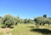 Chalet independiente con terreno en venta en la España, Cretas, ref: TR337481 foto
