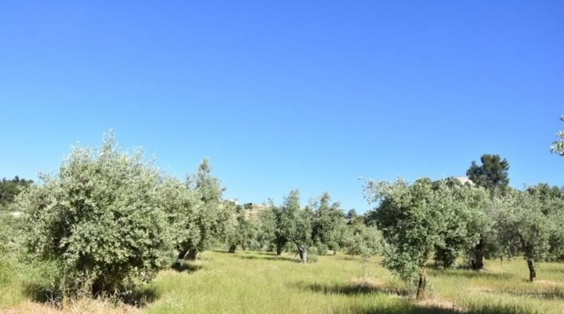 Teruel - Cretas - 27210m2