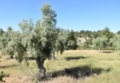 Chalet independiente con terreno en venta en la España, Cretas, ref: TR337481 foto