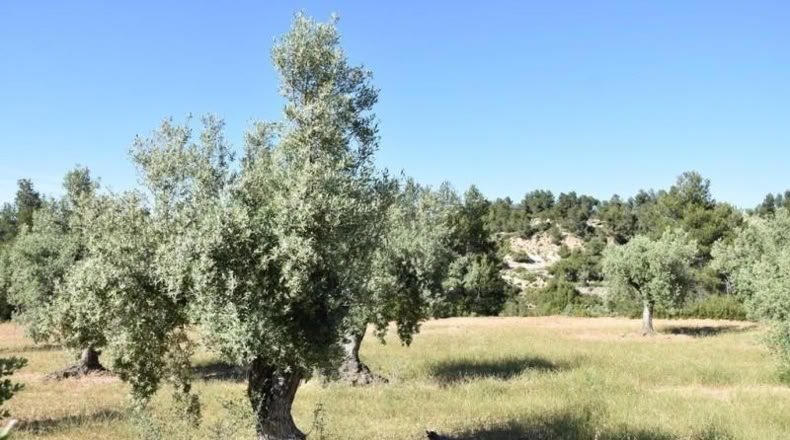 Teruel - Cretas - 27210m2