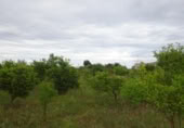 Terreno no urbanizable en venta en la España, Almassora, ref: TR317958 foto