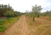 Non-developable land for sale on España, Muro, ref: TR237276 photo