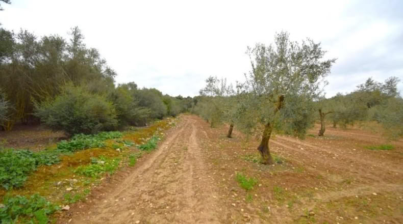 Balearic Islands - Muro - 3702m2