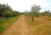 Non-developable land for sale on España, Muro, ref: TR237276 photo