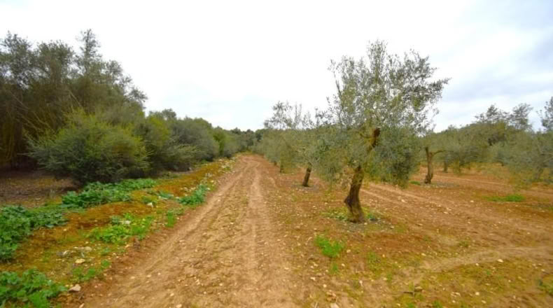 Balearic Islands - Muro - 3702m2
