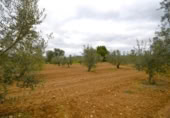 Non-developable land for sale on España, Muro, ref: TR237276 photo