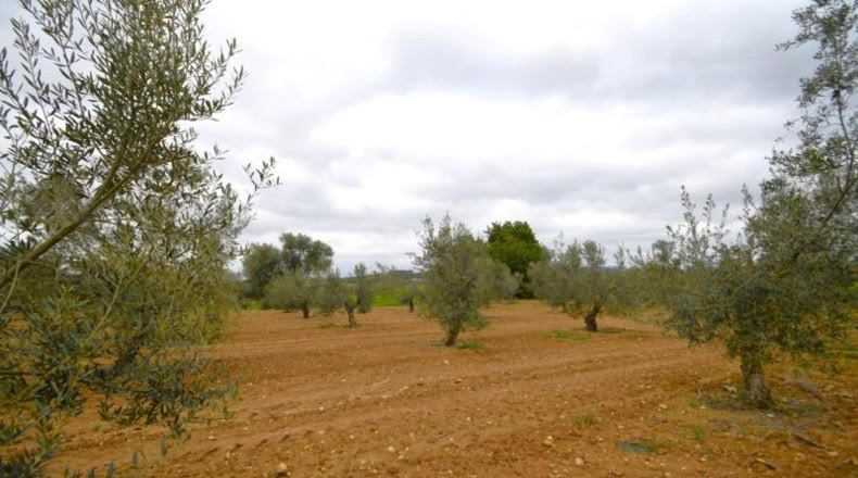 Balearic Islands - Muro - 3702m2