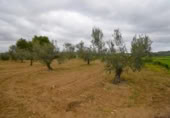 Non-developable land for sale on España, Muro, ref: TR237276 photo