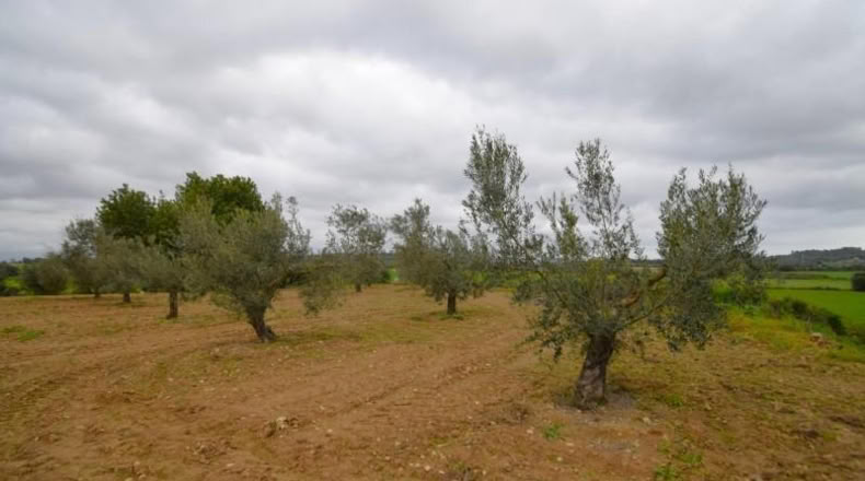 Balearic Islands - Muro - 3702m2