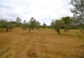 Non-developable land for sale on España, Muro, ref: TR237276 photo