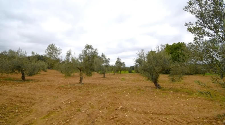 Balearic Islands - Muro - 3702m2