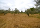 Non-developable land for sale on España, Muro, ref: TR237276 photo