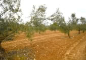 Non-developable land for sale on España, Muro, ref: TR237276 photo