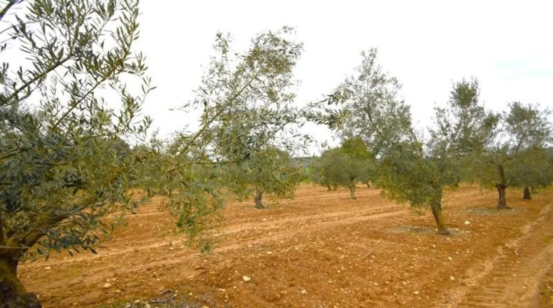 Balearic Islands - Muro - 3702m2