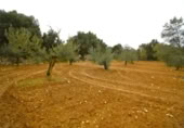 Non-developable land for sale on España, Muro, ref: TR237276 photo