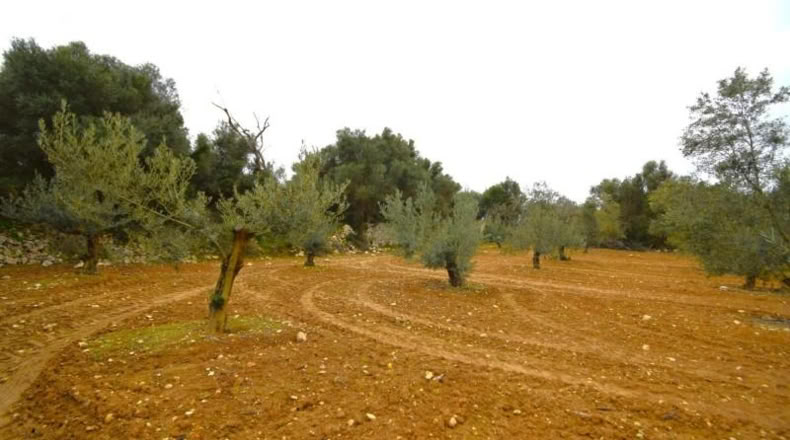 Balearic Islands - Muro - 3702m2