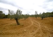 Non-developable land for sale on España, Muro, ref: TR237276 photo