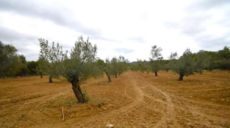 Balearic Islands - Muro - 3702m2