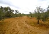Non-developable land for sale on España, Muro, ref: TR237276 photo