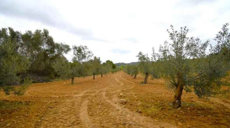 Balearic Islands - Muro - 3702m2