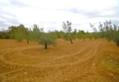 Non-developable land for sale on España, Muro, ref: TR237276 photo