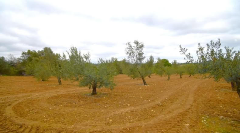 Balearic Islands - Muro - 3702m2