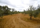 Non-developable land for sale on España, Muro, ref: TR237276 photo