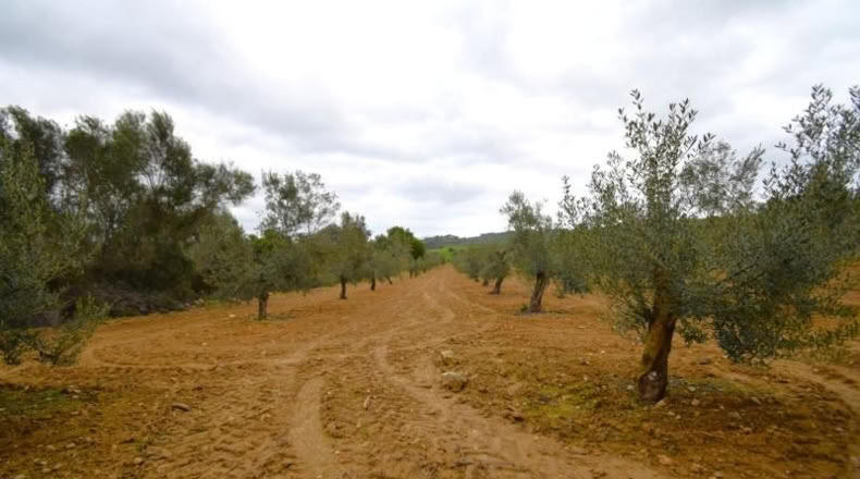 Balearic Islands - Muro - 3702m2