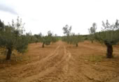 Non-developable land for sale on España, Muro, ref: TR237276 photo