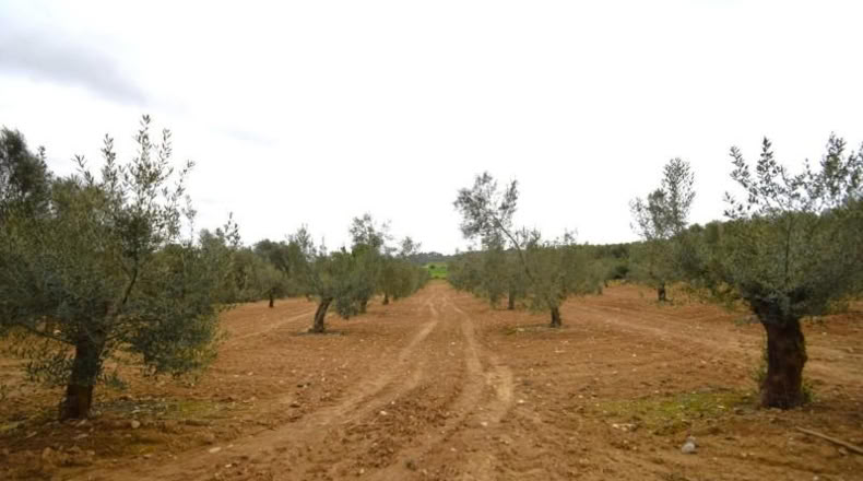 Balearic Islands - Muro - 3702m2