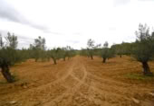 Non-developable land for sale on España, Muro, ref: TR237276 photo