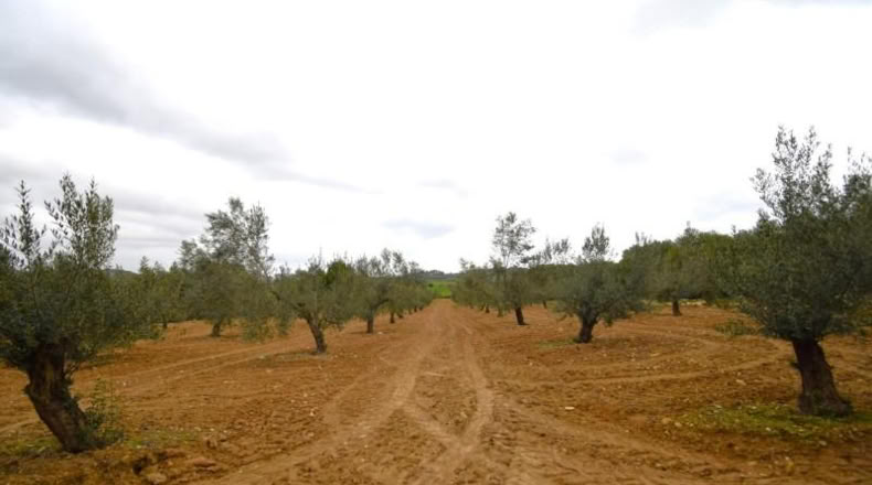 Balearic Islands - Muro - 3702m2