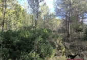 Non-developable land for sale on España, Vilaverd, ref: TR351241 photo