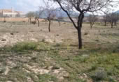 Parcel·la urbanitzable en venda a la España, el Fondó dels Frares, ref.: TR211510 foto