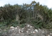 Casa de camp amb terreny en venda a la España, la Vall d'Alba, ref.: TR316746 foto