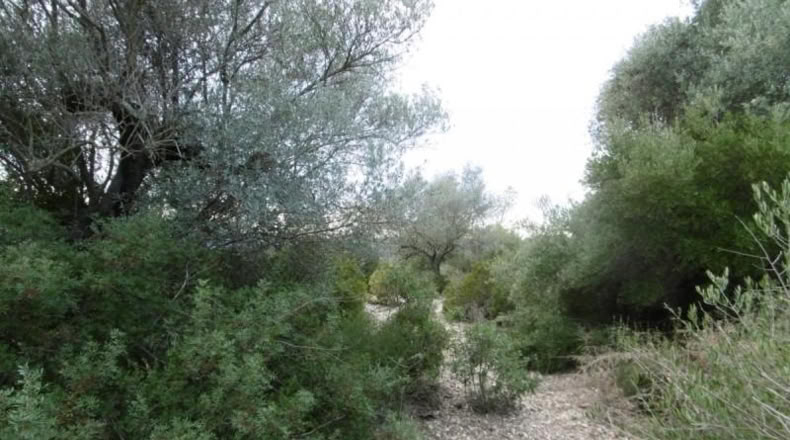 Castellon - Vall d'Alba - 2881m2