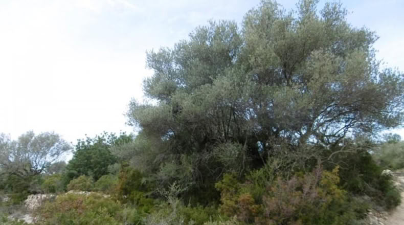 Castellon - Vall d'Alba - 2881m2