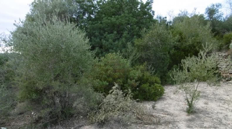 Castellon - Vall d'Alba - 2881m2