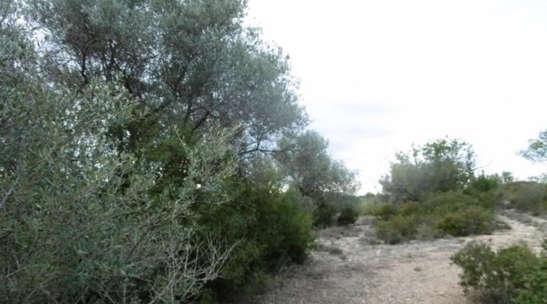 Castellon - Vall d'Alba - 2881m2