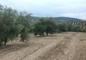 Terreny no urbanitzable en venda a la España, Lucena, ref.: TR241743 foto