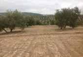 Terreny no urbanitzable en venda a la España, Lucena, ref.: TR241743 foto