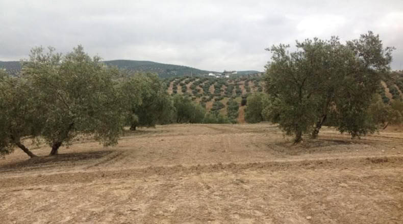 Córdoba - Lucena - 15000m2