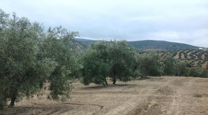 Córdoba - Lucena - 15000m2