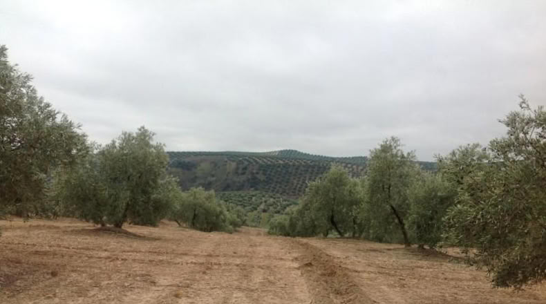 Córdoba - Lucena - 15000m2