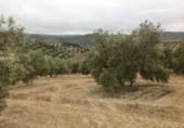 Terreny no urbanitzable en venda a la España, Lucena, ref.: TR241743 foto