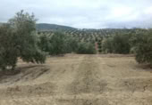 Terreny no urbanitzable en venda a la España, Lucena, ref.: TR241743 foto
